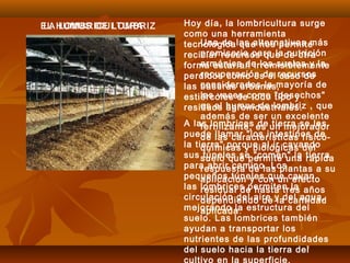EL HUMUS DE LOMBRIZ
Una de las alternativas más
promisoria para la nutrición
armónica de los suelos y la
recuperación de recursos
considerados la mayoría de
las veces como "desechos"
es el humus de lombriz , que
además de ser un excelente
fertilizante, es un mejorador
de las características físico-
químicas y biológicas del
suelo que permite una rápida
respuesta de las plantas a su
aplicación y con un efecto
residual de hasta tres años
dependiendo de la cantidad
aplicada.
LA LOMBRICULTURA Hoy día, la lombricultura surge
como una herramienta
tecnológica que nos permite
reciclar recursos que de otra
forma estarían irremisiblemente
perdidos como es el caso de
las basuras urbanas,
estiércoles de todo tipo y
residuos agroindustriales.
A las lombrices de tierra se les
puede llamar "los intestinos de
la tierra" porque al ir cavando
sus túneles se "comen" la tierra
para abrir camino. Los
pequeños túneles que cavan
las lombrices permiten la
circulación del aire y del agua,
mejorando la estructura del
suelo. Las lombrices también
ayudan a transportar los
nutrientes de las profundidades
del suelo hacia la tierra del
cultivo en la superficie.
 