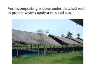 Vermicomposting is done under thatched roof
to protect worms against rain and sun.
 