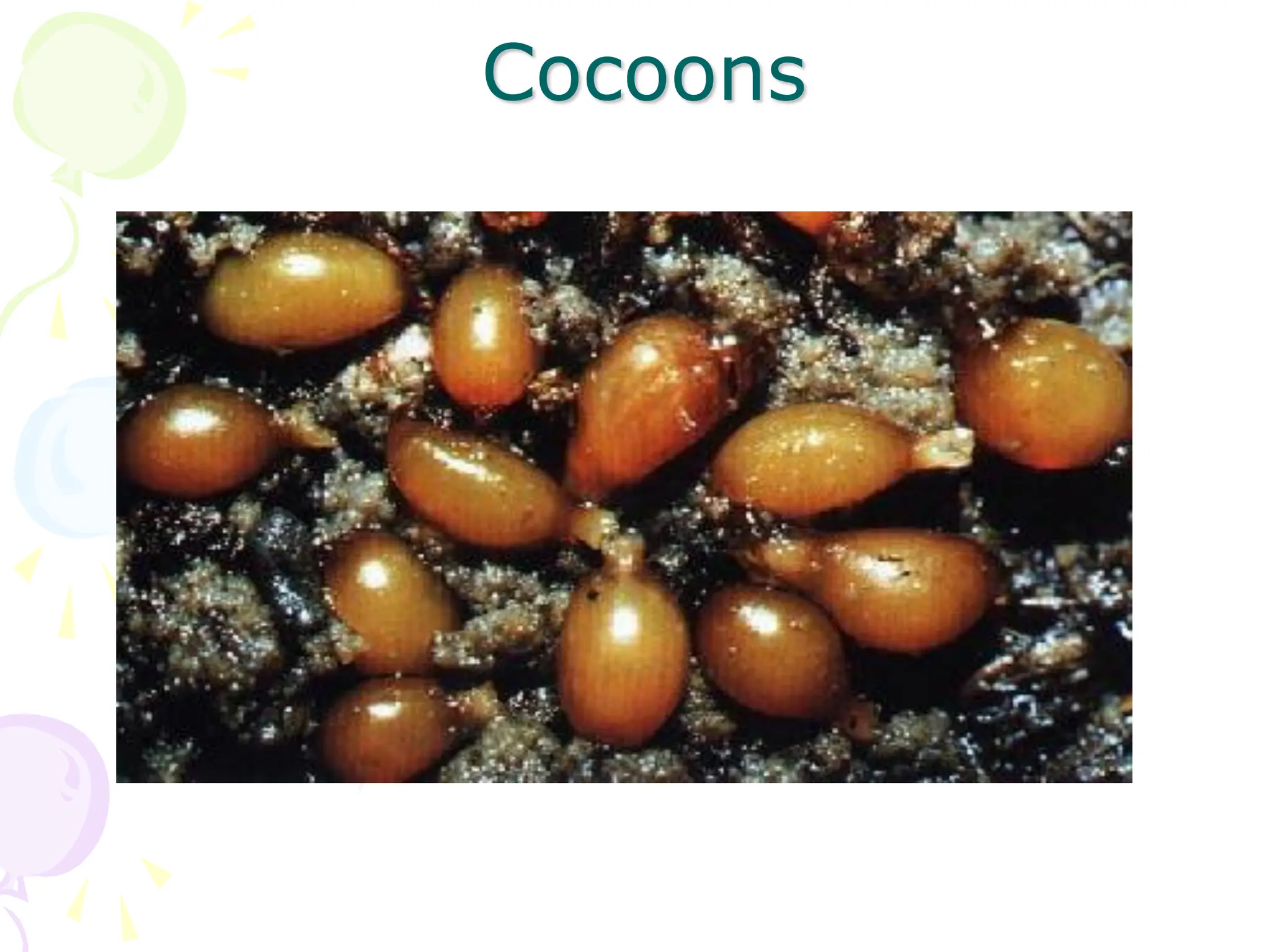 Cocoons
 