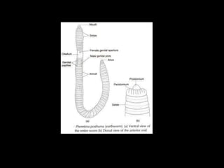 Vermiculture | PPTX