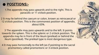 ● POSITIONS:-
1.The appendix may pass upwards and to the right. This is
paracolic or 11 o'clock position.
2 It may lie behind the caecum or colon, known as retrocaecal or
12 o'clock position. This is the commonest position of appendix,
about 65%.
3 The appendix may pass upwards and to the left. It points
towards the spleen. This is the splenic or 2 o'clock position. The
appendix may lie in front of the ileum (preileal) or behind the
ileum (postileal). The preileal type is most dangerous type.
4 It may pass horizontally to the left (as if pointing to the sacral
promontory called promontoric or 3 o'clock position.
 