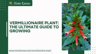 www.homeknows.net/vermillionaire-plant
VERMILLIONAIRE PLANT:
THE ULTIMATE GUIDE TO
GROWING
 