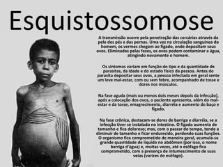 Esquistossomose 
A transmissão ocorre pela penetração das cercárias através da 
pele dos pés e das pernas. Uma vez na circulação sanguínea do 
homem, os vermes chegam ao fígado, onde depositam seus 
ovos. Eliminados pelas fezes, os ovos podem contaminar a água, 
atingindo novamente o homem. 
Os sintomas variam em função do tipo e da quantidade de 
parasitas, da idade e do estado físico da pessoa. Antes do 
parasita depositar seus ovos, a pessoa infectada em geral sente 
um leve mal-estar, com ou sem febre, acompanhado de tosse e 
dores nos músculos. 
Na fase aguda (mais ou menos dois meses depois da infecção), 
após a colocação dos ovos, o paciente apresenta, além do mal-estar 
e da tosse, emagrecimento, diarréia e aumento do baço e 
fígado. 
Na fase crônica, destacam-se dores de barriga e diarréia, se a 
infecção tiver se instalado no intestino. O fígado aumenta de 
tamanho e fica doloroso; mas, com o passar do tempo, tende a 
diminuir de tamanho e ficar endurecido, perdendo suas funções. 
O organismo fica comprometido de maneira geral, acumula-se 
grande quantidade de líquido no abdômen (por isso, o nome 
barriga d'água) e, muitas vezes, até o esôfago fica 
comprometido, com a presença de intumescimento de suas 
veias (varizes do esôfago). 
 