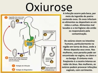 Oxiurose A infecção ocorre pela boca, por 
meio da ingestão de poeira 
contendo ovos. Os ovos infectam 
os alimentos ou depositam-se em 
mãos e unhas. Alimentos mal 
lavados e a má higiene são então 
os responsáveis pela 
contaminação. 
Os oxiúros vivem no intestino 
humano, particularmente na 
região em torno do ânus, onde a 
fêmea deposita seus ovos. Nas 
mulheres, esse parasita pode ser 
encontrado na vagina, no útero e 
na bexiga. O sintoma mais 
freqüente é a coceira intensa ao 
redor do ânus. Nas mulheres, os 
oxiúros podem provocar infecções 
vaginais, com corrimento. 
 