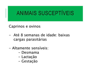 ANIMAIS SUSCEPTÍVEIS
Caprinos e ovinos
- Até 8 semanas de idade: baixas
cargas parasitárias
- Altamente sensíveis:
- Desmama
- Lactação
- Gestação
 