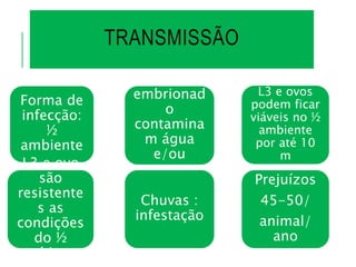 TRANSMISSÃO
L3 e ovos
podem ficar
viáveis no ½
ambiente
por até 10
m
Prejuízos
45-50/
animal/
ano
Forma de
infecção:
½
ambiente
L3 ou ovo
embrionad
o
contamina
m água
e/ou
pastagemL3 e ovo
são
resistente
s as
condições
do ½
ambiente
Chuvas :
infestação
 