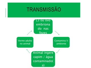 TRANSMISSÃO
L3 ou ovo
embriona
do nas
fezes
Contamina ½
ambiente
Animal ingere
capim / água
contaminado(
a)
Verme adulto
no animal
 
