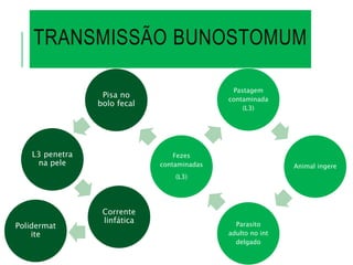 TRANSMISSÃO BUNOSTOMUM
Pastagem
contaminada
(L3)
Animal ingere
Parasito
adulto no int
delgado
Fezes
contaminadas
(L3)
Pisa no
bolo fecal
L3 penetra
na pele
Corrente
linfática
Polidermat
ite
 