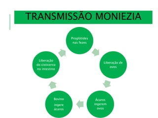 Proglótides
nas fezes
Liberação de
ovos
Ácaros
ingerem
ovos
Bovino
ingere
ácaros
Liberação
do cisticerco
no intestino
TRANSMISSÃO MONIEZIA
 