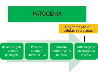 PATOGENIA
Bovino engole
L3 com a
pastagem
Parasito
adulto e
larvas no TGI
Parasito
adulto fixa na
mucosa
Inflamação e
ulceração da
mucosa
Degeneração de
células secretoras
 