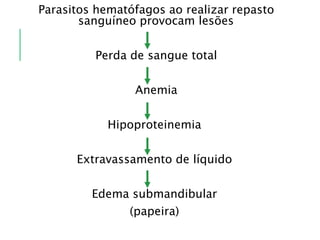 Parasitos hematófagos ao realizar repasto
sanguíneo provocam lesões
Perda de sangue total
Anemia
Hipoproteinemia
Extravassamento de líquido
Edema submandibular
(papeira)
 