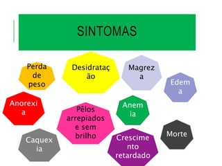 SINTOMAS
Perda
de
peso
Desidrataç
ão
Anorexi
a
Magrez
a
Anem
ia
Edem
a
Caquex
ia
Morte
Crescime
nto
retardado
Pêlos
arrepiados
e sem
brilho
 