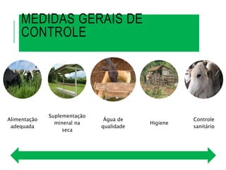 MEDIDAS GERAIS DE
CONTROLE
Alimentação
adequada
Suplementação
mineral na
seca
Água de
qualidade
Higiene
Controle
sanitário
 