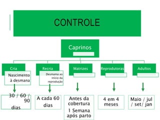 CONTROLE
Caprinos
Cria
Nascimento
à desmana
Recria
Desmama ao
início da
reprodução
Matrizes Reprodutoras Adultos
30 / 60 /
90
dias
A cada 60
dias
Antes da
cobertura
1 Semana
após parto
4 em 4
meses
Maio / jul
/ set/ jan
 