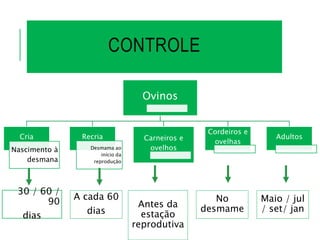 CONTROLE
Ovinos
Cria
Nascimento à
desmana
Recria
Desmama ao
início da
reprodução
Carneiros e
ovelhos
Cordeiros e
ovelhas
Adultos
30 / 60 /
90
dias
A cada 60
dias
Antes da
estação
reprodutiva
No
desmame
Maio / jul
/ set/ jan
 