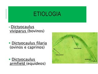 ETIOLOGIA
 Dictyocaulus
viviparus (bovinos)
 Dictyocaulus filaria
(ovinos e caprinos)
 Dictyocaulus
armfield (equídeos)
 