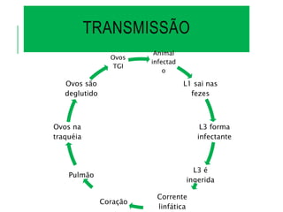 TRANSMISSÃO
Animal
infectad
o
L1 sai nas
fezes
L3 forma
infectante
L3 é
ingerida
Corrente
linfática
Coração
Pulmão
Ovos na
traquéia
Ovos são
deglutido
Ovos
TGI
 