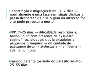  penetração e migração larval: 1-7 dias →
normalmente é uma fase sem sinais clínicos e
passa despercebida / se o grau da infecção for
alto pode provocar a morte
PPP: 7-25 dias → dificuldade respiratória,
bronquiolite com presença de exsudato
eosinofílico, bloqueio dos bronquíolos e
pequenos brônquios → dificuldade de
passagem de ar → atelectasia → enfisema →
edema pulmonar
Período patente (período do parasito adulto):
25-55 dias
 