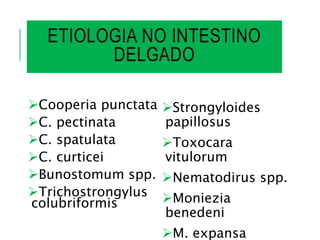 ETIOLOGIA NO INTESTINO
DELGADO
Cooperia punctata
C. pectinata
C. spatulata
C. curticei
Bunostomum spp.
Trichostrongylus
colubriformis
Strongyloides
papillosus
Toxocara
vitulorum
Nematodirus spp.
Moniezia
benedeni
M. expansa
 