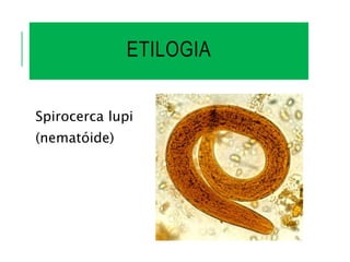 ETILOGIA
Spirocerca lupi
(nematóide)
 