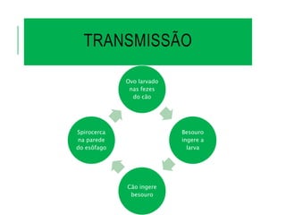 TRANSMISSÃO
Ovo larvado
nas fezes
do cão
Besouro
ingere a
larva
Cão ingere
besouro
Spirocerca
na parede
do esôfago
 