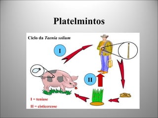 Platelmintos
Ciclo da Taenia solium


                     I



                         II


 I = teníase
 II = cisticercose
 