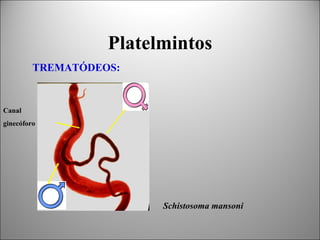 Platelmintos
         TREMATÓDEOS:


Canal
ginecóforo




                         Schistosoma mansoni
 