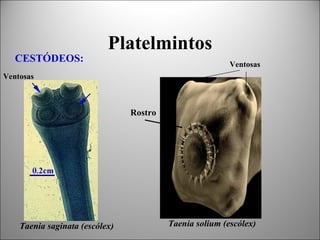 Platelmintos
   CESTÓDEOS:                                            Ventosas
Ventosas



                                Rostro




    Taenia saginata (escólex)            Taenia solium (escólex)
 