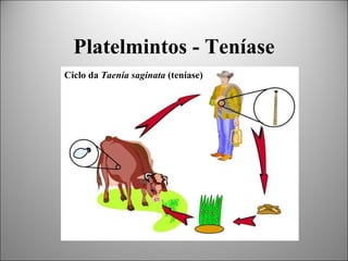 Platelmintos - Teníase
Ciclo da Taenia saginata (teníase)
 