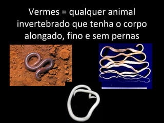 Vermes = qualquer animal
invertebrado que tenha o corpo
alongado, fino e sem pernas