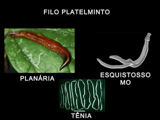 FILO PLATELMINTO
ESQUISTOSSO
PLANÁRIA
MO
TÊNIA