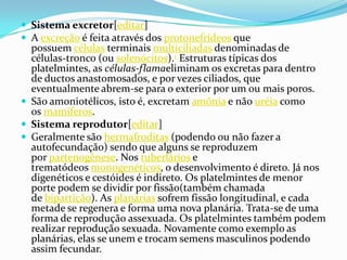  Sistema excretor[editar]
 A excreção é feita através dos protonefrídeos que

possuem células terminais multiciliadas denominadas de
células-tronco (ou solenócitos).1 Estruturas típicas dos
platelmintes, as células-flamaeliminam os excretas para dentro
de ductos anastomosados, e por vezes ciliados, que
eventualmente abrem-se para o exterior por um ou mais poros.
 São amoniotélicos, isto é, excretam amônia e não uréia como
os mamíferos.
 Sistema reprodutor[editar]
 Geralmente são hermafroditas (podendo ou não fazer a
autofecundação) sendo que alguns se reproduzem
por partenogênese. Nos tuberlários e
trematódeos monogenéticos, o desenvolvimento é direto. Já nos
digenéticos e cestóides é indireto. Os platelmintes de menor
porte podem se dividir por fissão(também chamada
de bipartição). As planárias sofrem fissão longitudinal, e cada
metade se regenera e forma uma nova planária. Trata-se de uma
forma de reprodução assexuada. Os platelmintes também podem
realizar reprodução sexuada. Novamente como exemplo as
planárias, elas se unem e trocam semens masculinos podendo
assim fecundar.

 