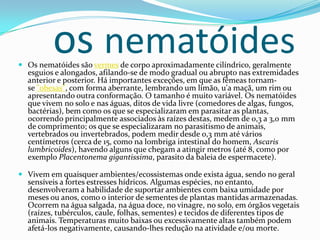 os nematóides

 Os nematóides são vermes de corpo aproximadamente cilíndrico, geralmente
esguios e alongados, afilando-se de modo gradual ou abrupto nas extremidades

anterior e posterior. Há importantes exceções, em que as fêmeas tornamse "obesas", com forma aberrante, lembrando um limão, u'a maçã, um rim ou
apresentando outra conformação. O tamanho é muito variável. Os nematóides
que vivem no solo e nas águas, ditos de vida livre (comedores de algas, fungos,
bactérias), bem como os que se especializaram em parasitar as plantas,
ocorrendo principalmente associados às raízes destas, medem de 0,3 a 3,0 mm
de comprimento; os que se especializaram no parasitismo de animais,
vertebrados ou invertebrados, podem medir desde 0,3 mm até vários
centímetros (cerca de 15, como na lombriga intestinal do homem, Ascaris
lumbricoides), havendo alguns que chegam a atingir metros (até 8, como por
exemplo Placentonema gigantissima, parasito da baleia de espermacete).

 Vivem em quaisquer ambientes/ecossistemas onde exista água, sendo no geral
sensíveis a fortes estresses hídricos. Algumas espécies, no entanto,

desenvolveram a habilidade de suportar ambientes com baixa umidade por
meses ou anos, como o interior de sementes de plantas mantidas armazenadas.
Ocorrem na água salgada, na água doce, no vinagre, no solo, em órgãos vegetais
(raízes, tubérculos, caule, folhas, sementes) e tecidos de diferentes tipos de
animais. Temperaturas muito baixas ou excessivamente altas também podem
afetá-los negativamente, causando-lhes redução na atividade e/ou morte.

 