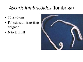 Ascaris lumbricóides (lombriga)
• 15 a 40 cm
• Parasitas do intestino
delgado
• Não tem HI
 