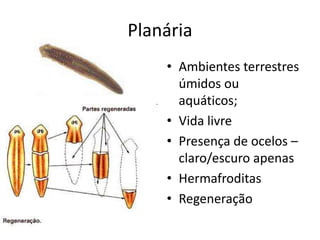 Planária
• Ambientes terrestres
úmidos ou
aquáticos;
• Vida livre
• Presença de ocelos –
claro/escuro apenas
• Hermafroditas
• Regeneração
 