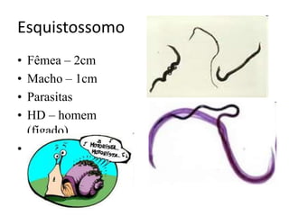 Esquistossomo
• Fêmea – 2cm
• Macho – 1cm
• Parasitas
• HD – homem
(fígado)
• HI - caramujo
 