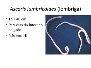 Ascaris lumbricóides (lombriga)
• 15 a 40 cm
• Parasitas do intestino
delgado
• Não tem HI
 