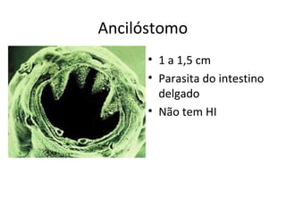Ancilóstomo
• 1 a 1,5 cm
• Parasita do intestino
delgado
• Não tem HI
 