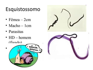 Esquistossomo
• Fêmea – 2cm
• Macho – 1cm
• Parasitas
• HD – homem
(fígado)
• HI - caramujo
 