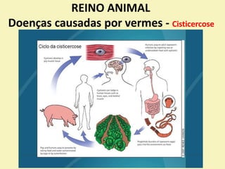 REINO ANIMAL
Doenças causadas por vermes - Cisticercose
 