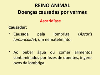 REINO ANIMAL
Doenças causadas por
Ascaridíase
Causador:
vermes
Causada pela lombriga (Áscaris
lumbricoide), um nematelminto.
Ao beber água ou comer alimentos
contaminados por fezes de doentes, ingere
ovos da lombriga.
 
