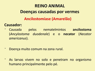 REINO ANIMAL
Doenças causadas por vermes
Ancilostomíase (Amarelão)
Causador:
Causada pelos nematelmintos ancilostoma
(Ancylostoma
americanus).
duodenale) e o necator (Necator
Doença muito comum na zona rural.
As larvas vivem no solo e penetram no organismo
humano principalmente pelo pé.
 