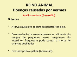 REINO ANIMAL
Doenças causadas por vermes
Ancilostomíase (Amarelão)
Sintomas:
A larva causa leve coceira ao penetrar na pele.
Desenvolve forte anemia (verme se alimenta do
do
de
sangue de pequenos vasos sanguíneos
intestino), fraqueza e pode causar a morte
crianças debilitadas.
Fica indisposta e pálida (Amarelão).
 