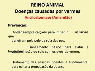 REINO ANIMAL
Doenças causadas por vermes
Ancilostomíase (Amarelão)
Prevenção:
Andar sempre calçado para impedir
que
penetrem pela pele da sola dos pés.
as larvas
Implantar
saneamento básico para evitar a
contaminação do solo com os ovos do verme.
Tratamento das pessoas doentes é fundamental
para evitar a propagação da doença.
 