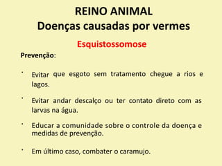 REINO ANIMAL
Doenças causadas por vermes
Esquistossomose
Prevenção:
Evitar
lagos.
que esgoto sem tratamento chegue a rios e
Evitar
larvas
andar descalço ou ter contato direto com as
na água.
Educar a comunidade sobre o controle da doença e
medidas de prevenção.
Em último caso, combater o caramujo.
 