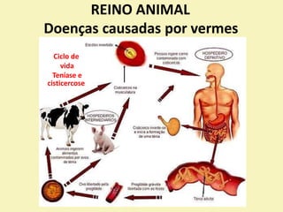 REINO ANIMAL
Doenças causadas por vermes
Ciclo de
vida
Teníase e
cisticercose
 