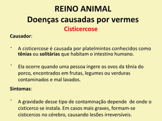 REINO ANIMAL
Doenças causadas por vermes
Cisticercose
Causador:
A cisticercose é causada por platelmintos conhecidos como
tênias ou solitárias que habitam o intestino humano.
Ela ocorre quando uma pessoa ingere os ovos da tênia do
porco, encontrados em frutas, legumes ou verduras
contaminados e mal lavados.
Sintomas:
A gravidade desse tipo de contaminação depende de onde o
cisticerco se instala. Em casos mais graves, formam-se
cisticercos no cérebro, causando lesões irreversíveis.
 