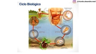 @ricardo.alexandre.med
@ricardo.alexandre.med
 