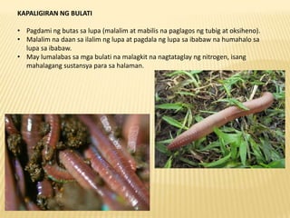 Obserbasyon ng mga ANC growers o magbubulati

•   Good substrates do not always discourage vermi from wandering outside th...