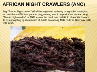 Vermiculture and Vermicomposting in the Philippines